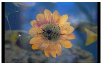 SIGMA PHOTO PRO 4.2 - Flash - 1