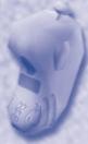 GAMES PC ADIBOU ET LE SECRET DE PAZIRAL - LES OBJECTS PERMANENTS - 1