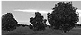 GAMES PC COMBAT MISSION 2 - Arbres - 1
