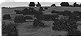 GAMES PC COMBAT MISSION 2 - Broussailles - 1