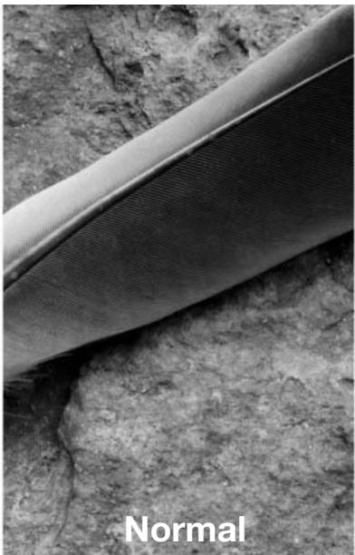 MINOLTA DIMAGE A2 - Réglage du bracketing - 7