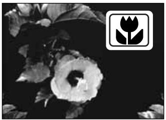 MINOLTA DIMAGE S304 - TOUCHE Programmes- résultats - 2