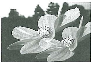 MINOLTA MAXXUM 7 - EXPOSITION MULTIPLE (SURIMPRESSION) - 1