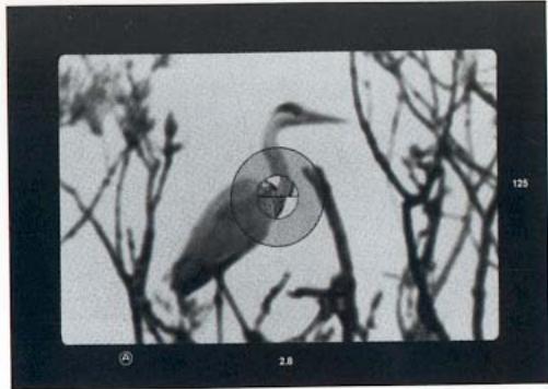 LEICA R5 - Occultation de l'oculaire - 2