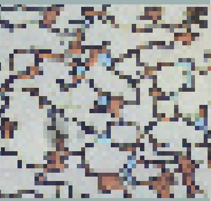 LEICA APPLICATION SUITE POWERMOSAIC - Caméra Leica DFC - 3