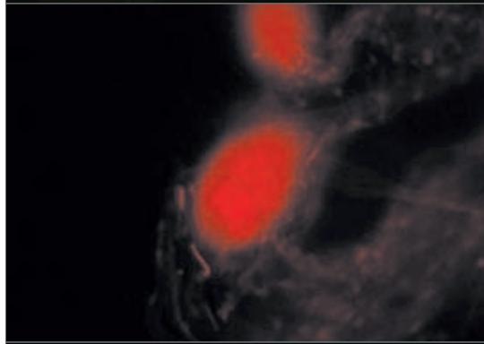 LEICA MZ10 F - Automatisation intelligente de l'enregistrement numérique en fluorescence - 3