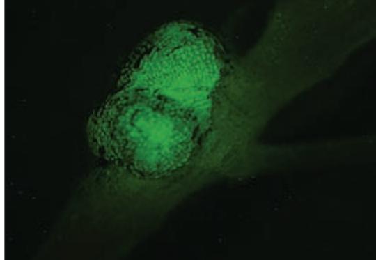 LEICA MZ10 F - Automatisation intelligente de l'enregistrement numérique en fluorescence - 2