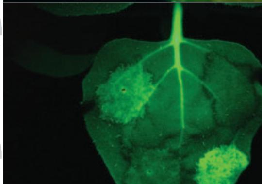 LEICA MZ10 F - Automatisation intelligente de l'enregistrement numérique en fluorescence - 5