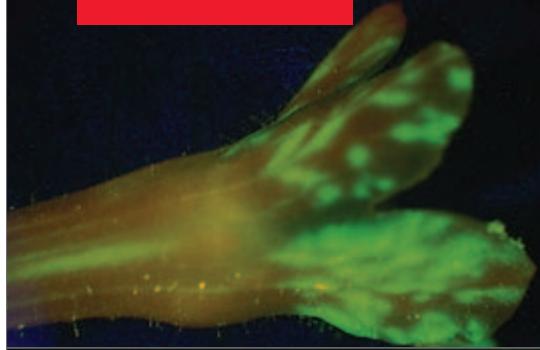 LEICA MZ10 F - Automatisation intelligente de l'enregistrement numérique en fluorescence - 1