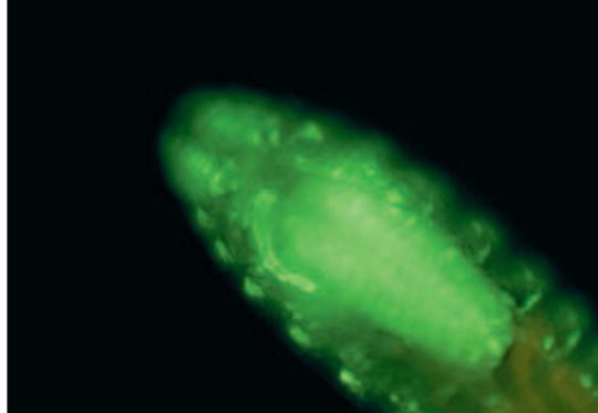 LEICA MZ10 F - Automatisation intelligente de l'enregistrement numérique en fluorescence - 4