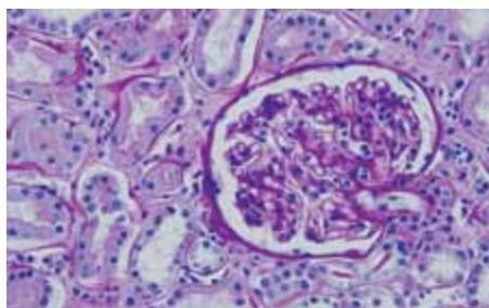 LEICA TOTAL HISTOLOGY - Colorations spéciales - 6