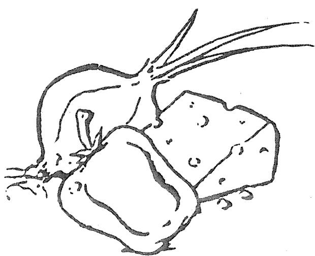 BREVILLE PW1 - FOCCACIA À L'OIGNON ET AUX HERBES - 1