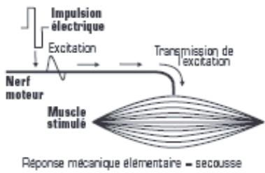 COMPEX ENERGY-MI - Stimulation du nerf moteur (ESM) - 1