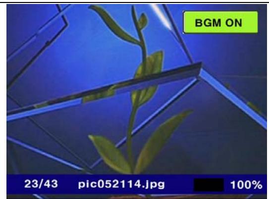 WE DIGITAL - Fonction BGM - 1