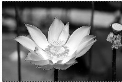 ULEAD PHOTOIMPACT XL - Pour remplir une image : - 3