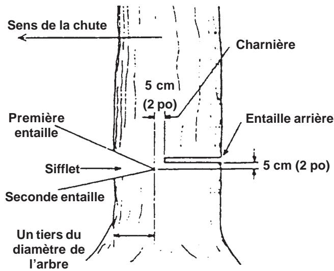 ECHO CS-300 - ABATTAGE D'UN ARBRE - 2