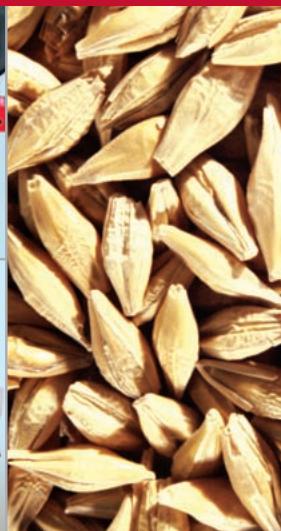 MASSEY FERGUSON 7200 BETA - Des moissons en toute sénérité - 3