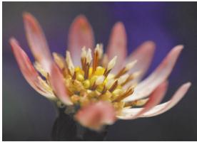 CONTAX U4R - Mode macro - 1