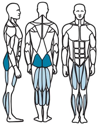 CYBEX INTERNATIONAL 620A ARC - Amplitude des mouvements - 4