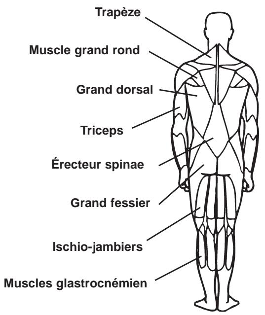 CYBEX INTERNATIONAL FT 360S - - Exercices - 2