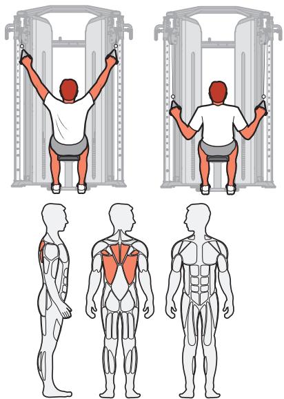 CYBEX INTERNATIONAL FT-325 - Muscles sollicités - 1