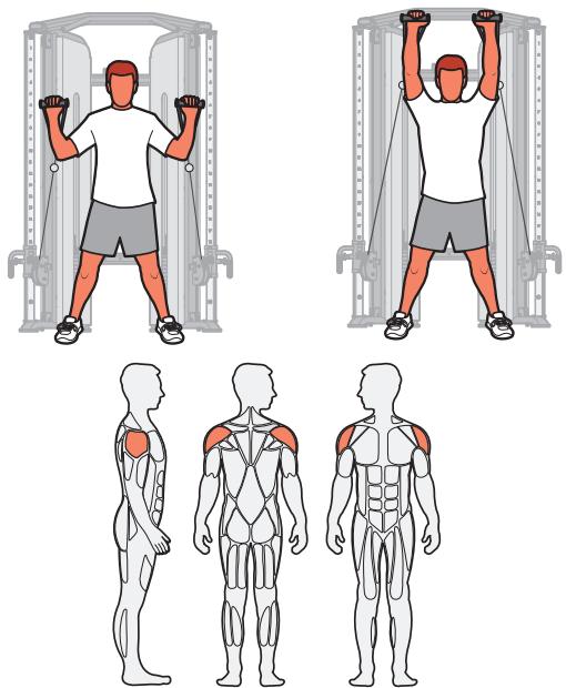 CYBEX INTERNATIONAL FT-325 - Muscles sollicités - 1