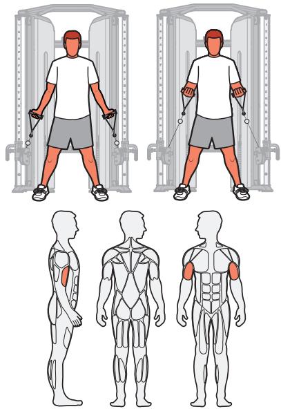 CYBEX INTERNATIONAL FT-325 - Muscles sollicités - 1