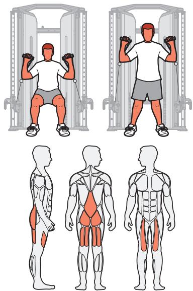 CYBEX INTERNATIONAL FT-325 - Muscles sollicités - 2