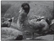 FUJIFILM FINEPIX XP1000 - Correction de l'exposition - 4