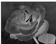 SONY DSC-P10 - Négatif artistique - 2