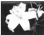 SONY CCD-TR317E - PASTEL[a]: - 3