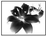 SONY DCR-PC2E - Using special effects - Picture effect - 1