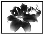 SONY DCR-TRV30E - Using special effects - Picture effect - 1