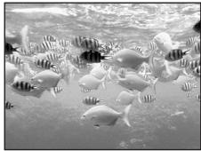 NIKON COOLPIX AW100 - Photo sous-marine - 1