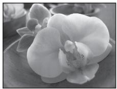 NIKON COOLPIX P310 - SCENE Grops plan - 1