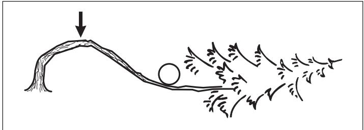 HUSQVARNA 346XP - B Sciage d'un arbre ou d'une branche plies Préparations : - 1