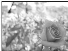 OLYMPUS E-P1 - Prise de vue priorité ouverture - 1