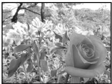 OLYMPUS E-P1 - Prise de vue priorité ouverture - 2