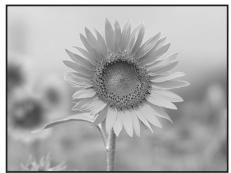 PENTAX OPTIO M30 - Fleur - 1