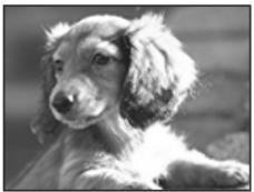 PENTAX OPTIO W30 - ⑭ Animaux Domestiques - 1