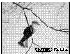 PENTAX DIGIBINO - Geef het beeld waar in de Easy View. - 1