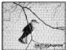 PENTAX DIGIBINO - Affichez l'image en Visualisation simplifiée. - 1