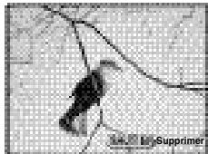 PENTAX DIGIBINO - Lecture de la dernière image prise (Visualisation simplifiée) - 1