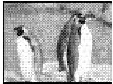 PENTAX DIGIBINO - Klap de LCD-monitor op en druk op de DISPLAY-knop. - 1