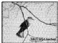 PENTAX DIGIBINO - Löschen der letzten Aufnahme (One-Touch Löschen) - 1