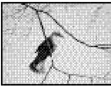 PENTAX DIGIBINO - Utilisation des menus - 1