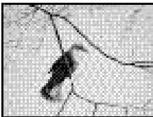 PENTAX DIGIBINO - Hoe de menu's te gebruiken - 1