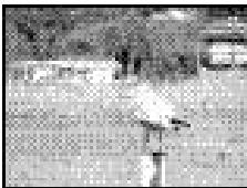 PENTAX DIGIBINO - Presse le bouton de confirmation. - 1