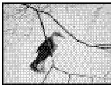 PENTAX DIGIBINO - Aufnahme von Bildern mit dem LCD-Monitor - 1
