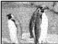 PENTAX DIGIBINO - Wiedergabe einer einzeln Aufnahme - 2